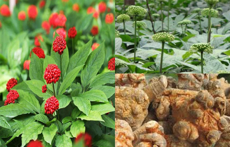 Tam Thất (Panax notoginseng)